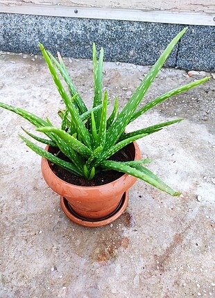 Canlı aloe vera bitkisi