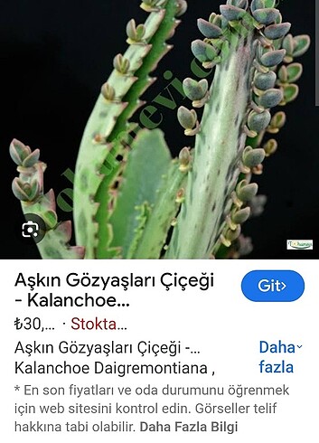  Beden Aşkın göz yaşları. Dal olarak gönderilir. 