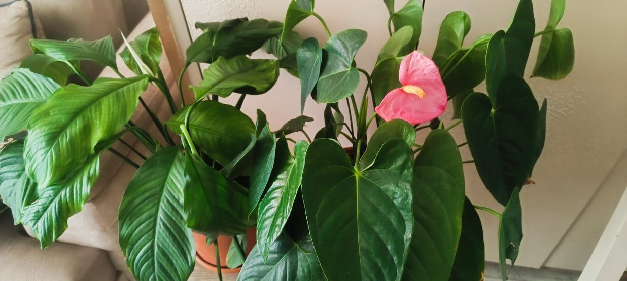 Koyu Yeşil Ev Bitkileri - Görsel 4