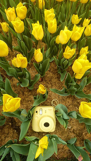 İnstax mini