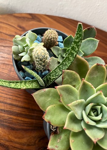 Sukulent - Görsel 6