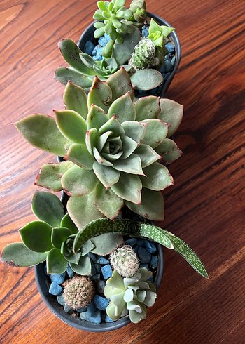 Sukulent - Görsel 2