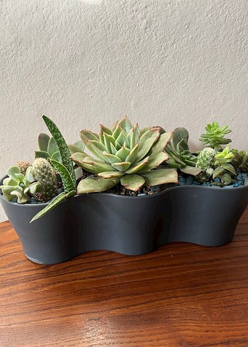 Sukulent - Görsel 4