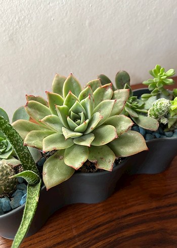 Sukulent - Görsel 3