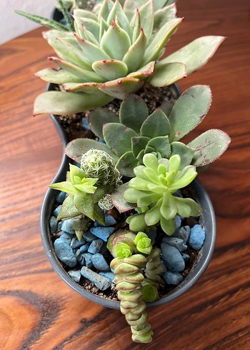 Sukulent - Görsel 5