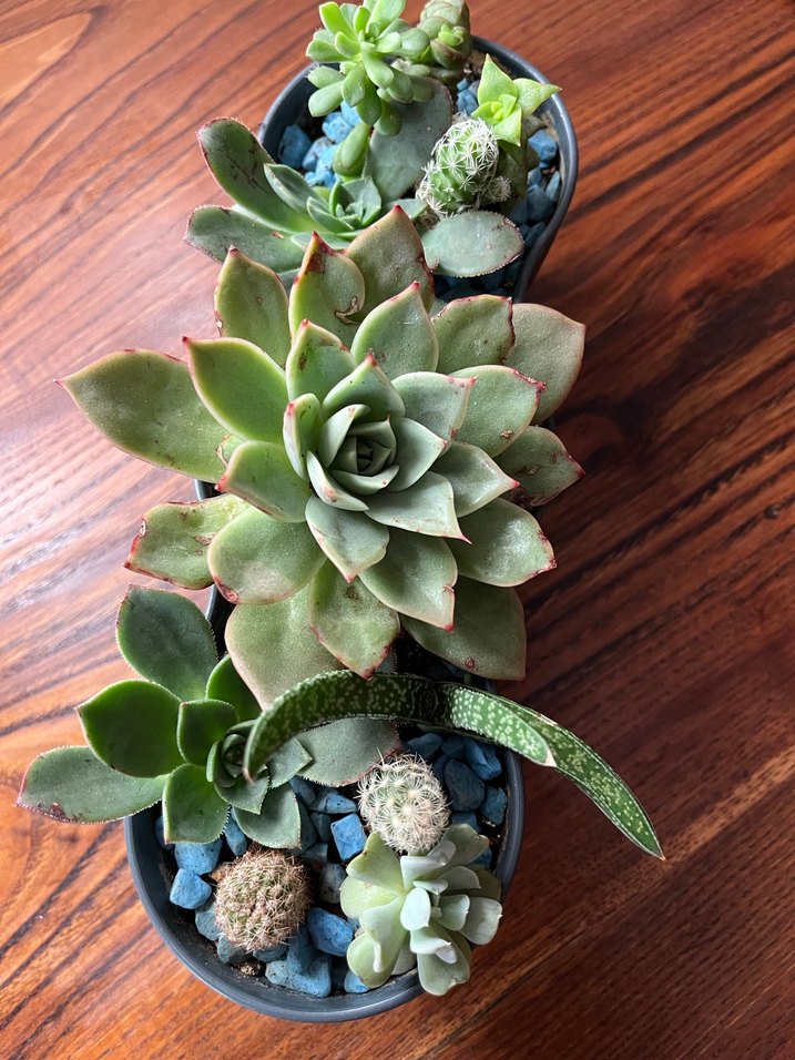 Sukulent - Görsel 2