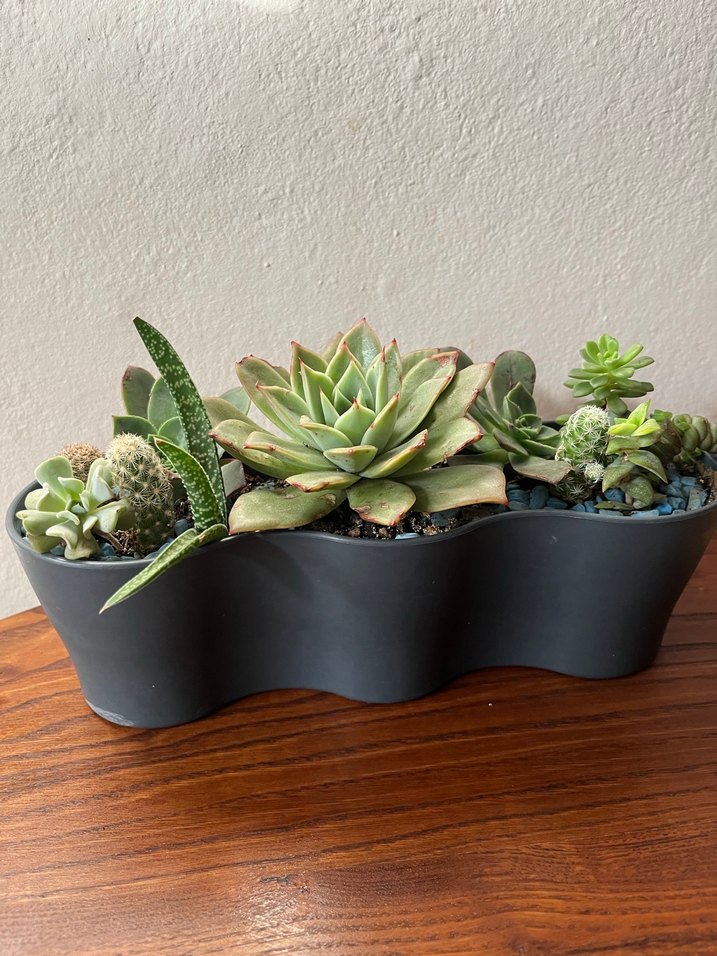 Sukulent - Görsel 4