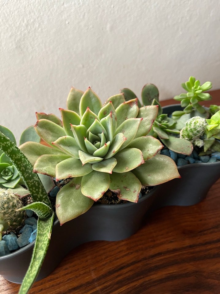 Sukulent - Görsel 3