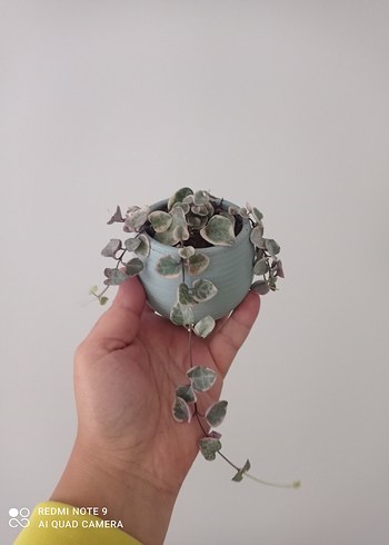 Kalp kalbe karşı Sukulent Saksı ile
açıklamayı mutlaka okuyun - Görsel 3