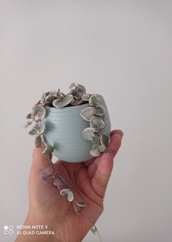 Kalp kalbe karşı Sukulent Saksı ile
açıklamayı mutlaka okuyun - Görsel 5