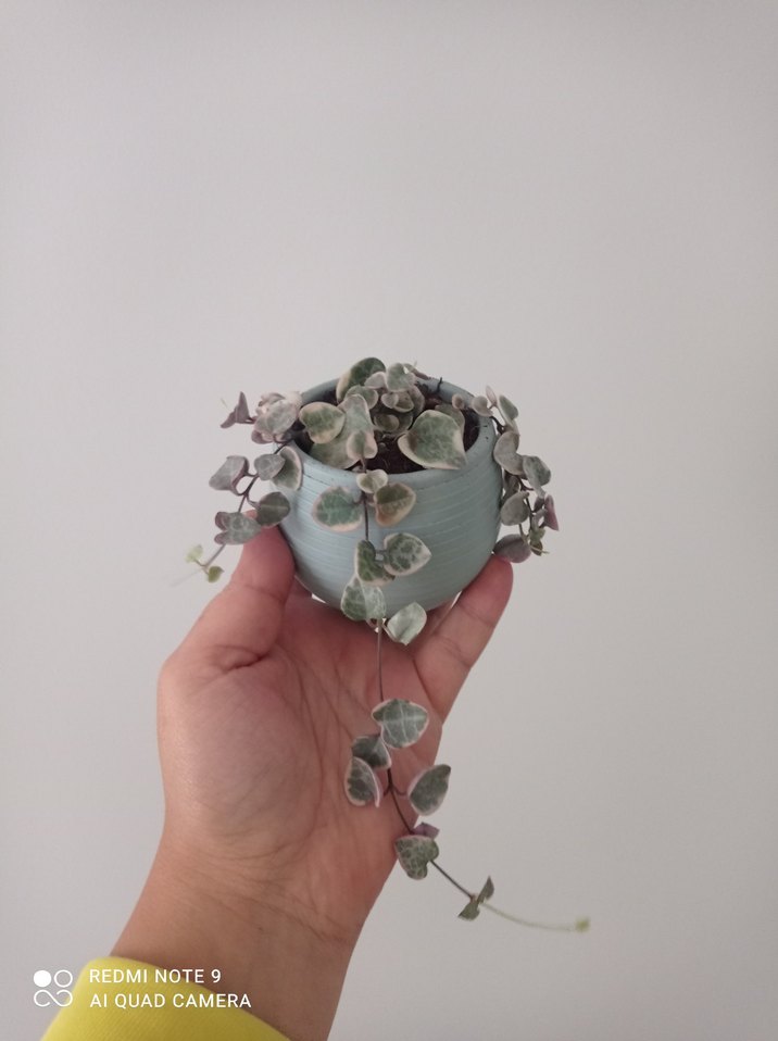 Kalp kalbe karşı Sukulent Saksı ile 
açıklamayı mutlaka okuyun - Görsel 3