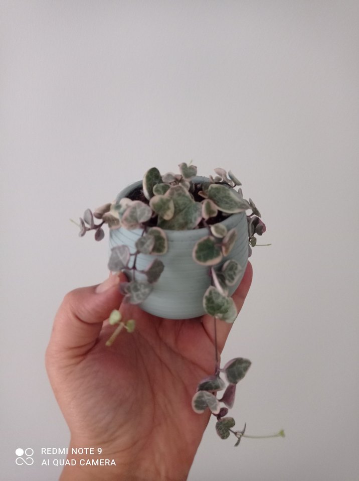 Kalp kalbe karşı Sukulent Saksı ile 
açıklamayı mutlaka okuyun - Görsel 4