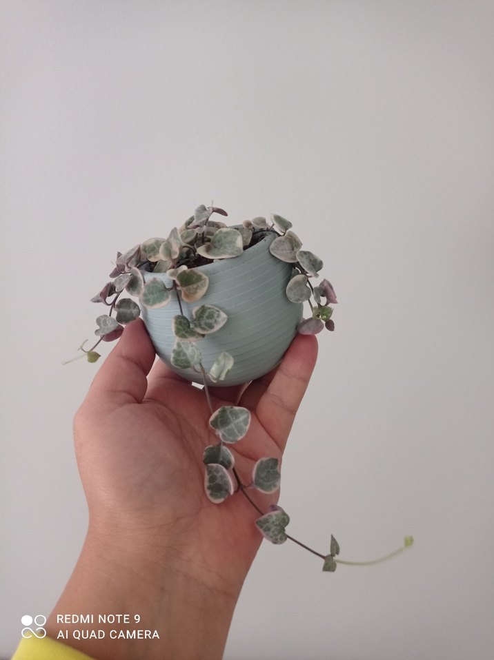 Kalp kalbe karşı Sukulent Saksı ile 
açıklamayı mutlaka okuyun - Görsel 2