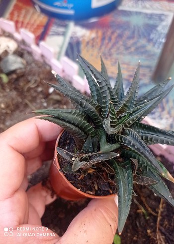 Koyu Kahverengi zebra Sukulent - Görsel 4