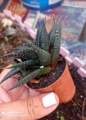 Koyu Kahverengi zebra Sukulent - Görsel 2