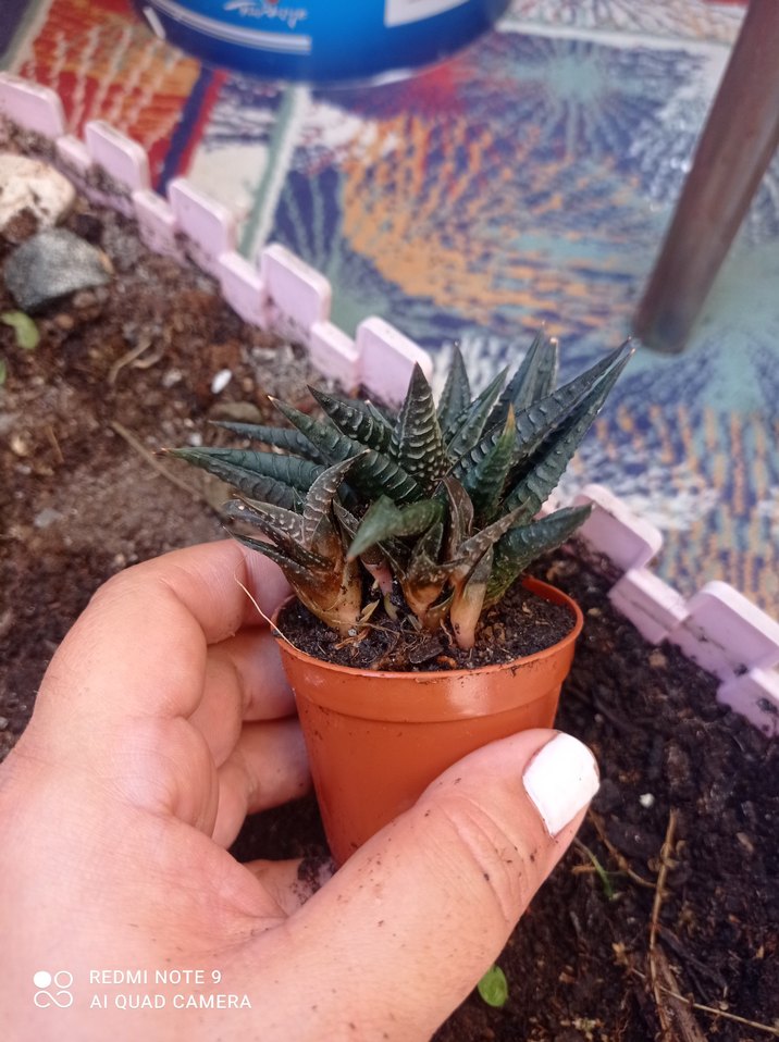 Koyu Kahverengi zebra Sukulent - Görsel 3