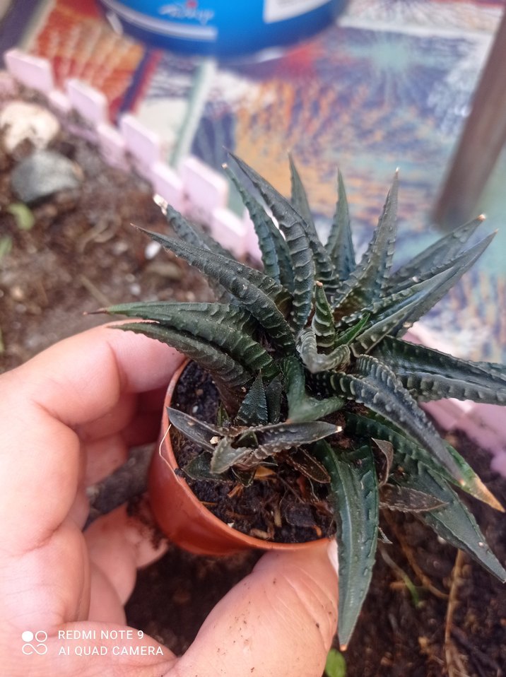 Koyu Kahverengi zebra Sukulent - Görsel 4