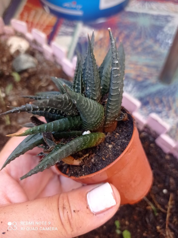 Koyu Kahverengi zebra Sukulent - Görsel 2