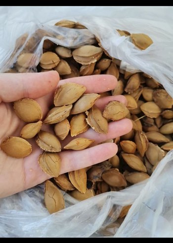 Doğal Kayısı Çekirdeği