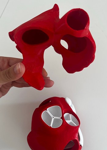 Beden Anatomik Kalp Modeli