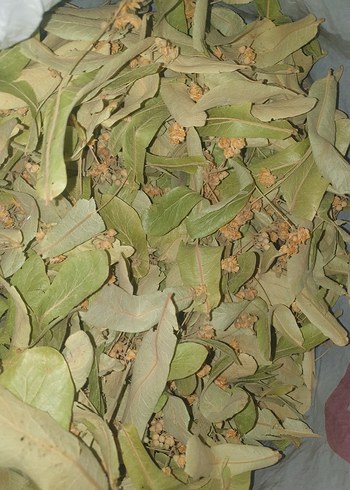 Kurutulmuş Ihlamur Yaprakları - Görsel 2