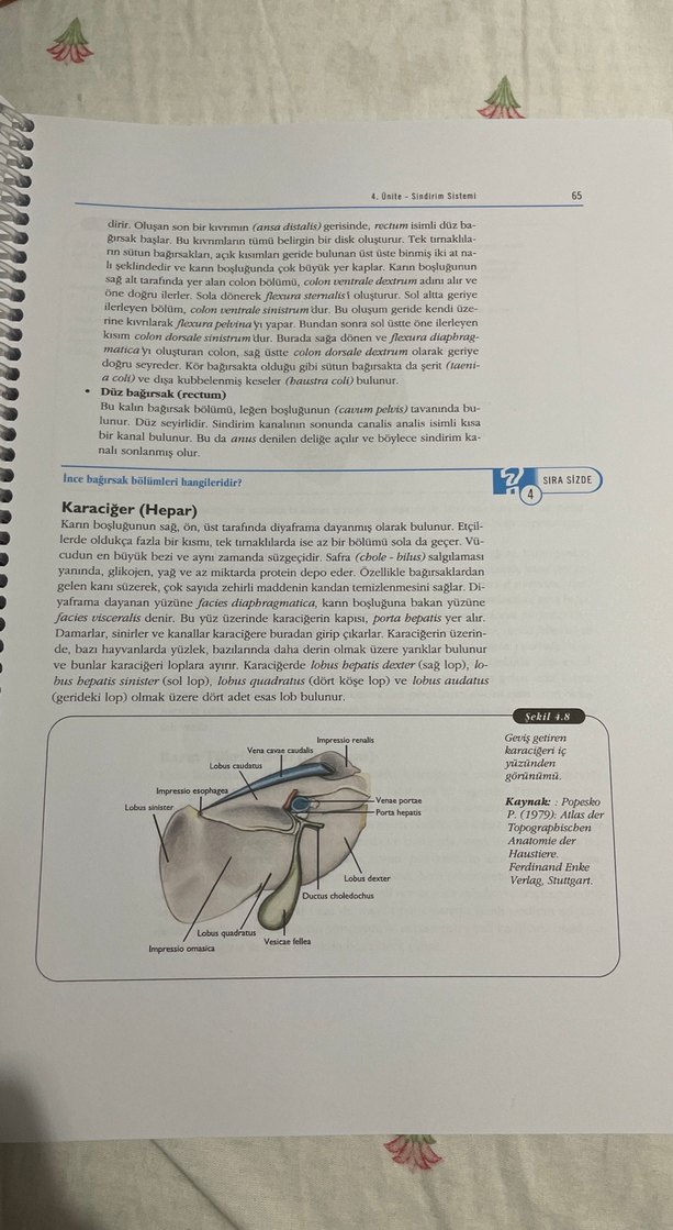 Temel Veteriner Anatomi Ders Kitabı - Görsel 4
