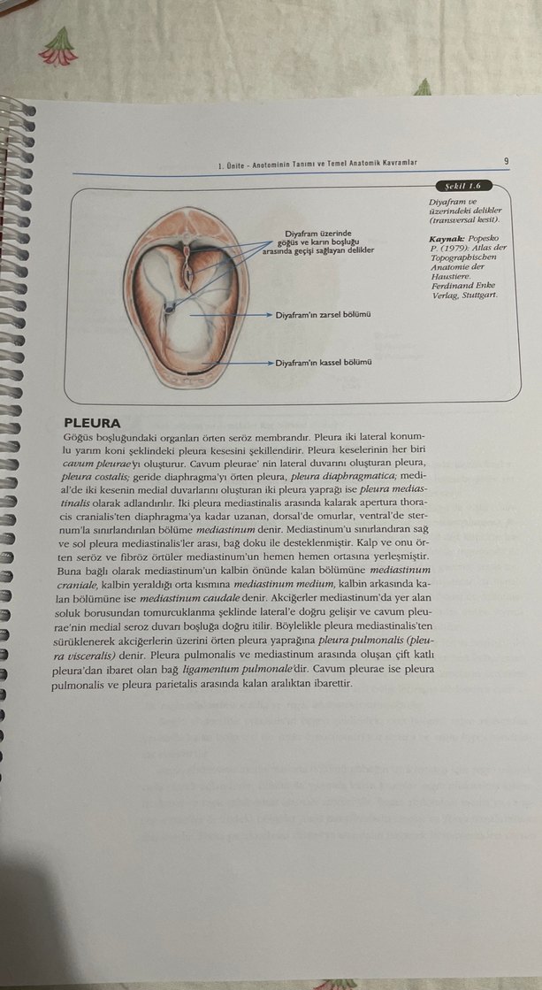 Temel Veteriner Anatomi Ders Kitabı - Görsel 2