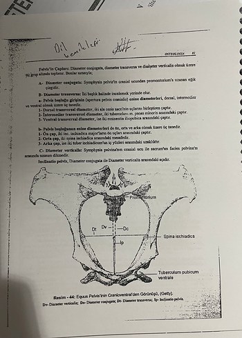 Veteriner Anatomi - Prof. Dr. Nejdet Dursun - Görsel 8
