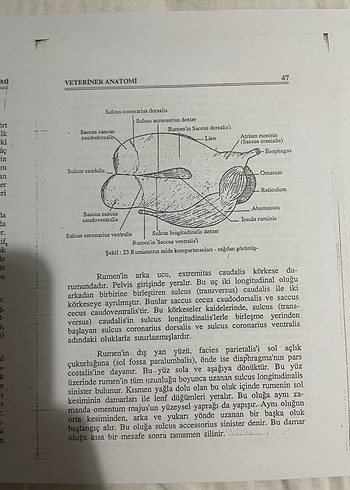 Veteriner Anatomi - Prof. Dr. Nejdet Dursun - Görsel 2