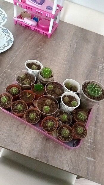 Kaktüs 