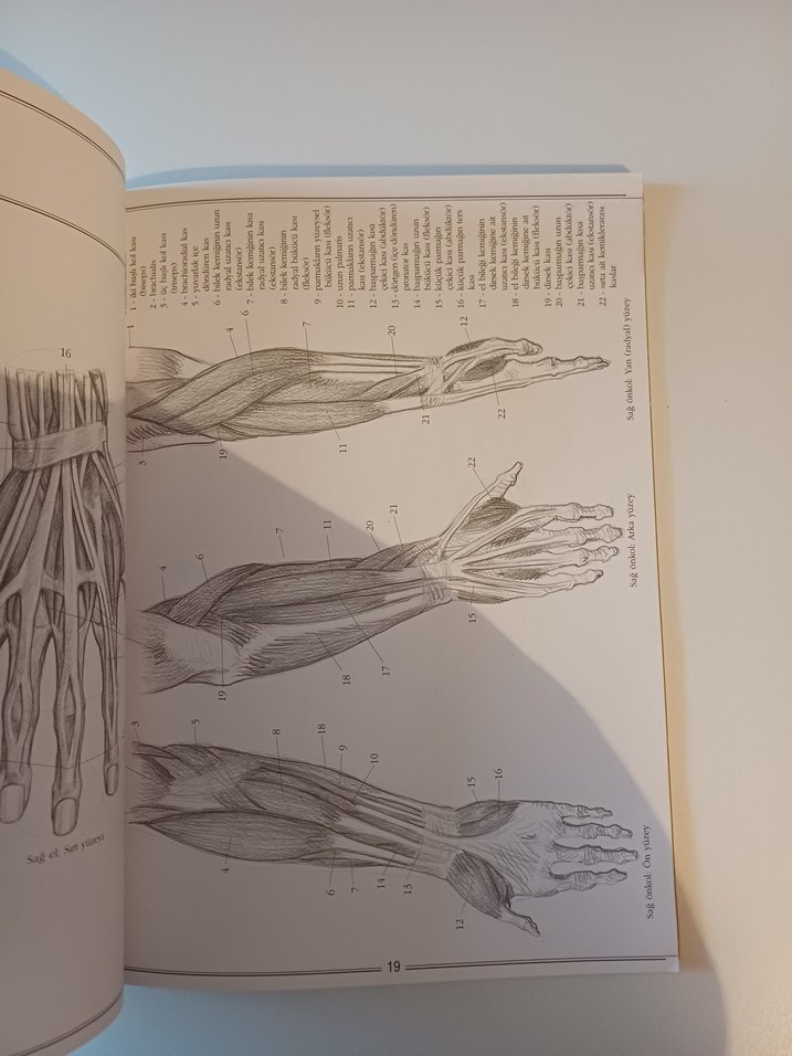 El ve Ayak Çizimi Sanatı Kitabı - Görsel 3