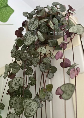 Çiçek Ceropegia Woodii sarmaşık