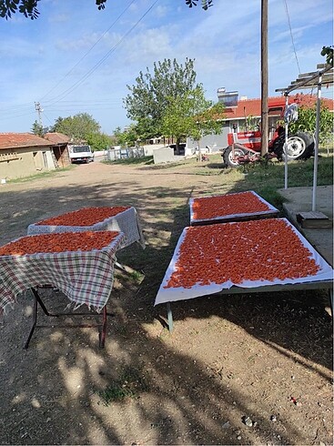 Trakya Tarhanası