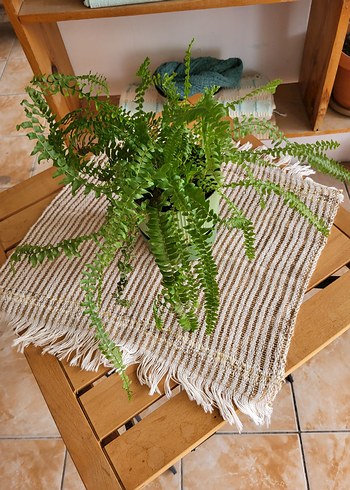 sehba örtüsü - Görsel 4