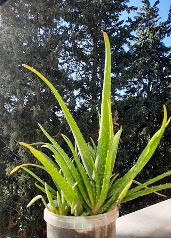  Beden yeşil Renk Aloe vera bitkisi