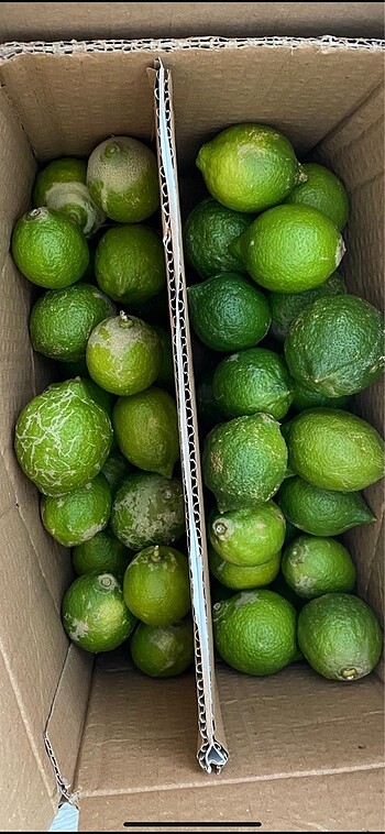 Taze dalından limon
