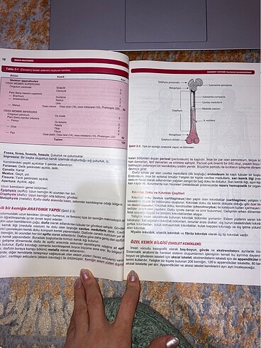 Beden Renk İnsan anatomisi sağlık yüksekokulları içim