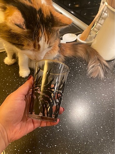 Mudo zebra bardak