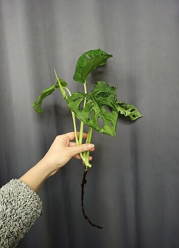 Büyük yapraklı Monstera monkey mask 