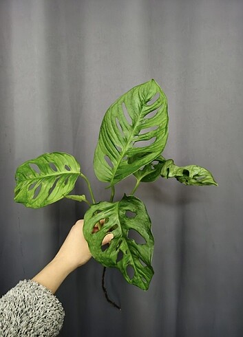 Diğer Büyük yapraklı Monstera monkey mask 