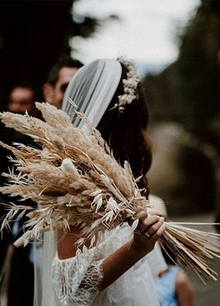 Pampas gelin çiçeği