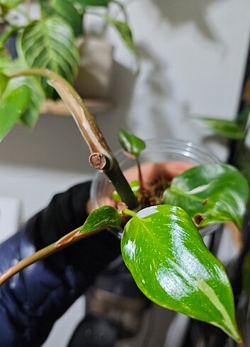  Beden Philodendron white knigt