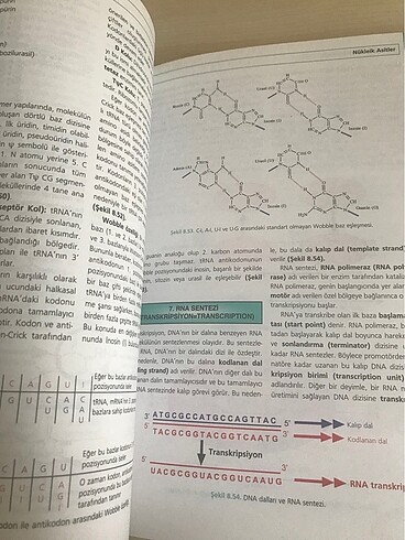  Moleküler Hücre Biyolojisi-Prof.Dr.Hasan Veysi GÜNEŞ