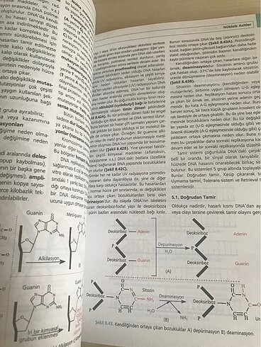  Beden Moleküler Hücre Biyolojisi-Prof.Dr.Hasan Veysi GÜNEŞ