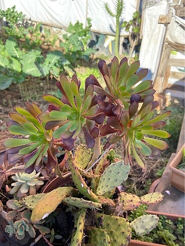 Aeonium sukulent