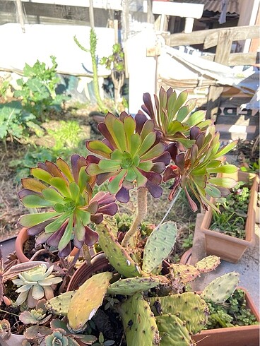 Diğer Aeonium sukulent