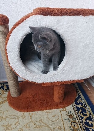 Kedi evi