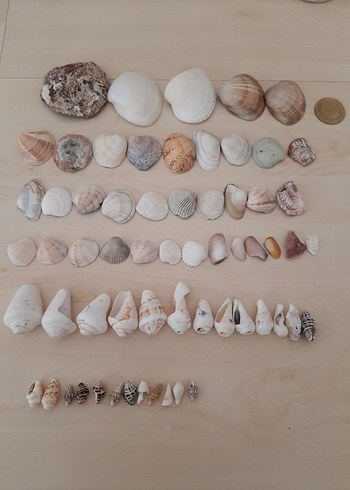 Beyaz Tonlarda Deniz Kabuğu Seti - Görsel 3