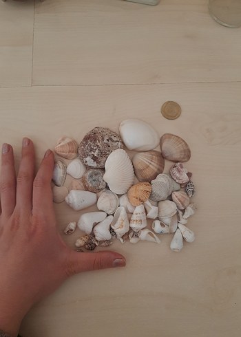 Beyaz Tonlarda Deniz Kabuğu Seti - Görsel 2