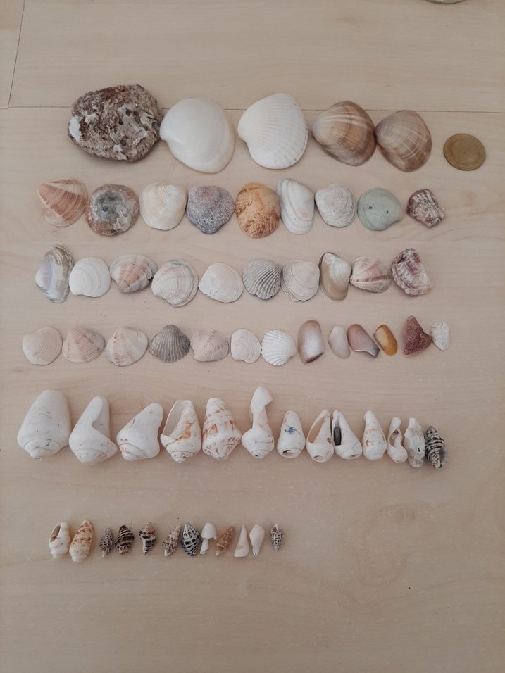 Beyaz Tonlarda Deniz Kabuğu Seti - Görsel 3